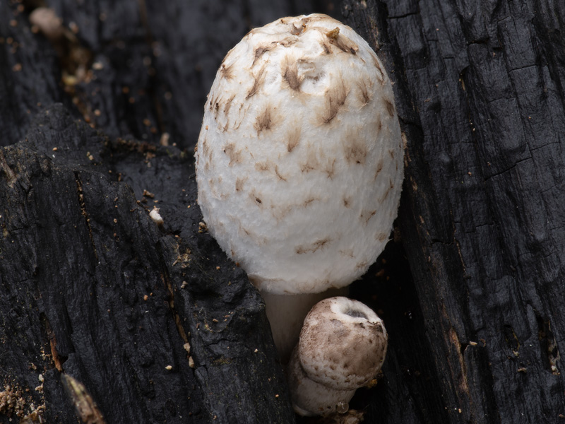 Coprinopsis alnivora